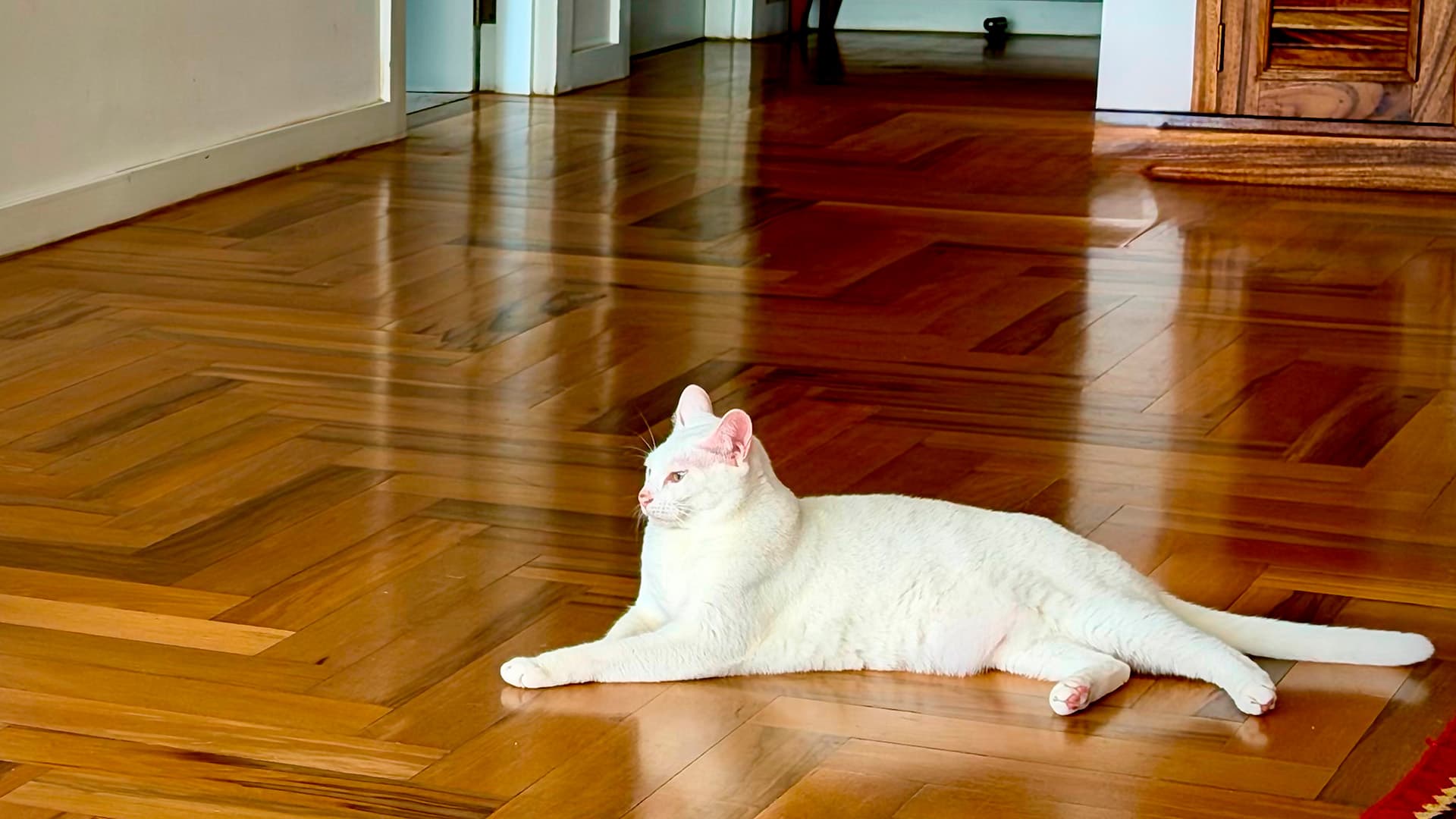 <p data-block-key="jiivm">Kiiltävä parketti näyttää pienet naarmut mattapintaa herkemmin. Kissan kotiin kannattaa järjestää hiekkalaatikon eteen matto, joka kerää tassuissa kulkeutuvat rakeet.</p>
