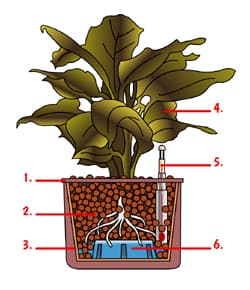 <p data-block-key="4glun">1. ulkoruukku, 2. puhdas kevytsora, 3. reiällinen viljelyruukku, 4. kasvi, 5. vesitasomittari, 6. vesitila</p>