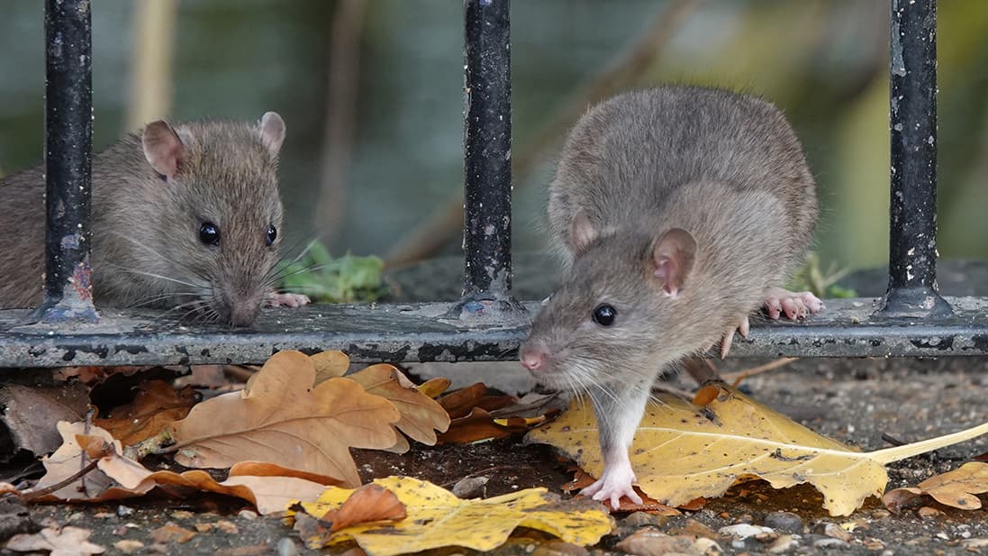 Rotta tuli pihaan – mitä tehdä heti ja miten estät uuden invaasion