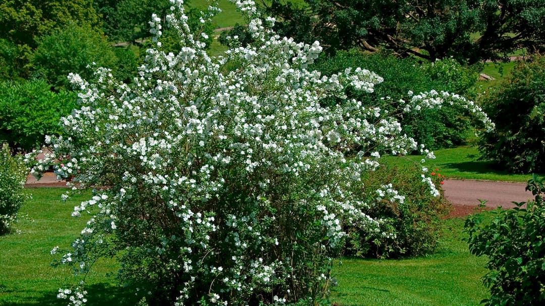 Pikkujasmike puska valkoisine kukkineen