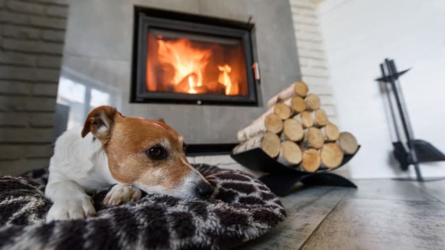 jack russelin terrieri lämmittelee takkatulen lämmössä makuualustalla