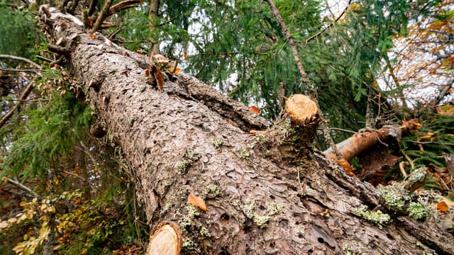 Suurikokoinen kuusi kaadettuna, osa oksista karsittu rungosta