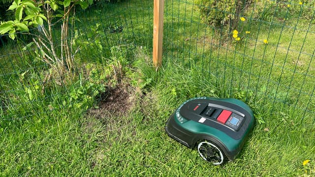 robottiruohonleikkuri aidan ja puskan vieressä
